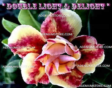 (image for) Adenium Obesum \'Double Light N Delight\' 5 Seeds
